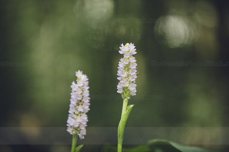 Pontederia cordata, espiga de agua