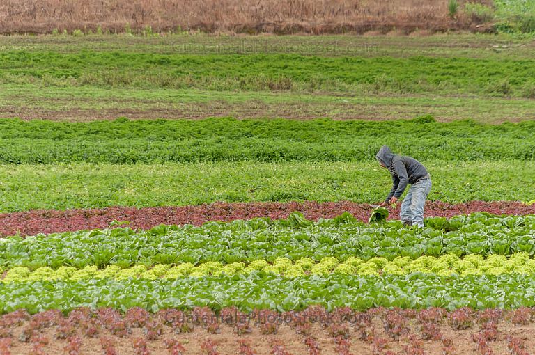 Campo agricola