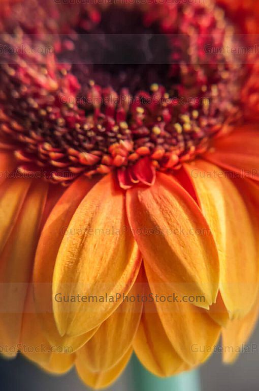 Gerbera