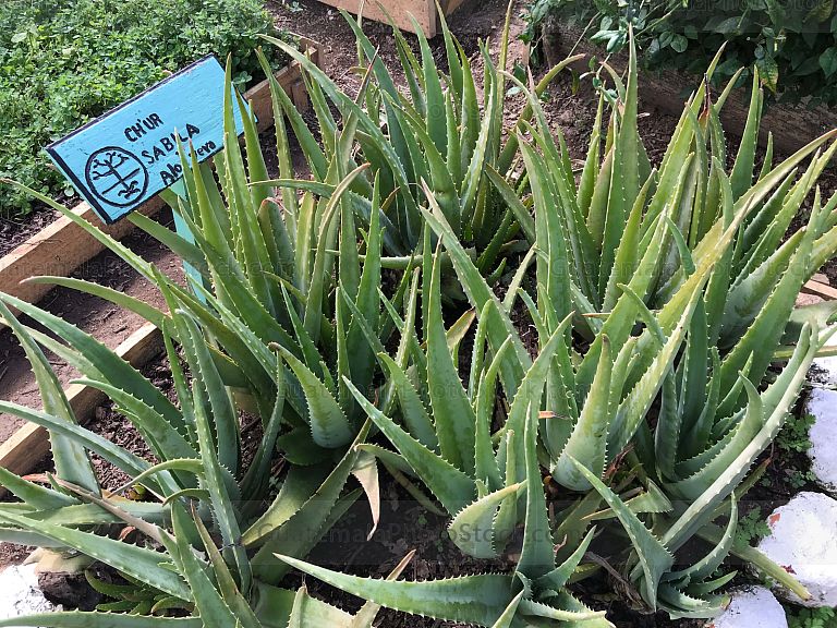 Planta Medicinal