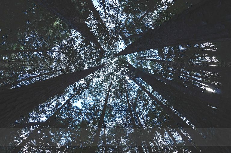 Bosque