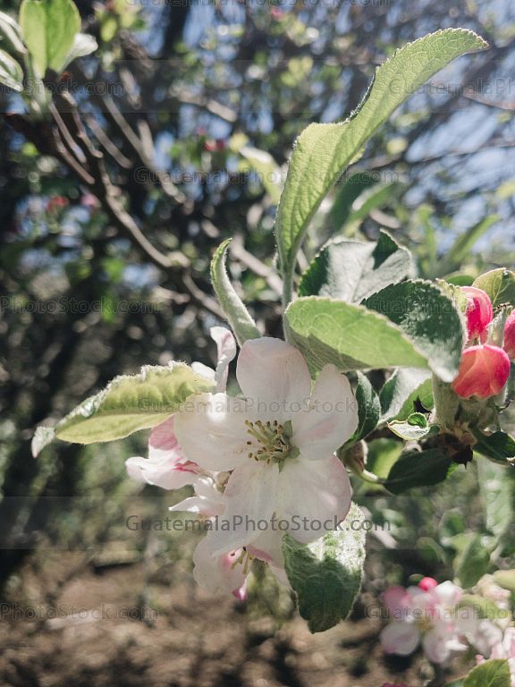 Flor de cerezo