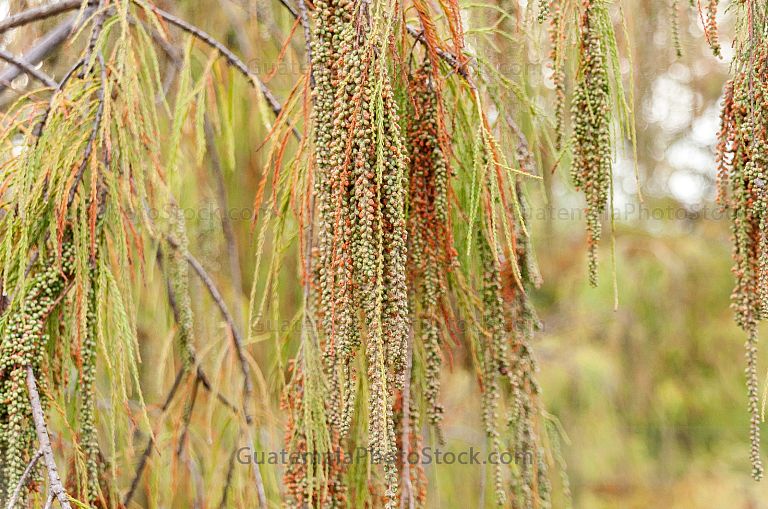 Ramas y hojas de Ahuehuete