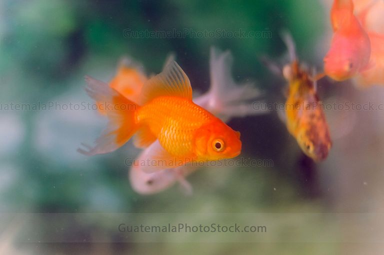 Peces