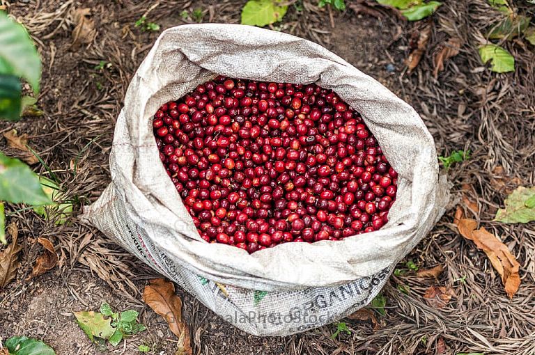 Granos de café recien cortado