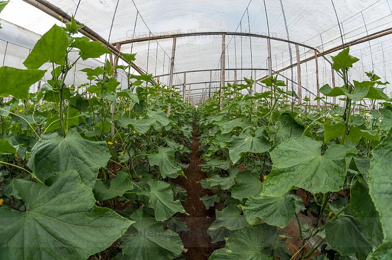 Plantas de pepino en vivero