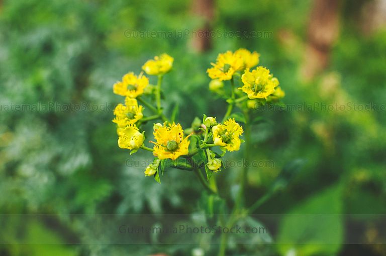 Flor