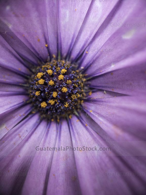 Macro