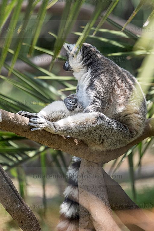 Lemur cola anillada