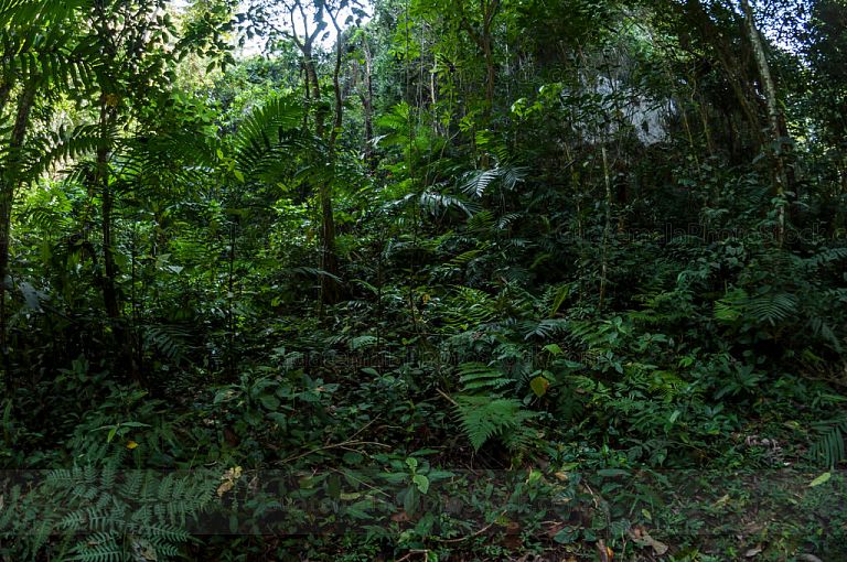 Selva tropical