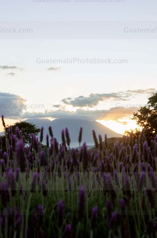 Campo de Lavanda, San Mateo Milpas Altas