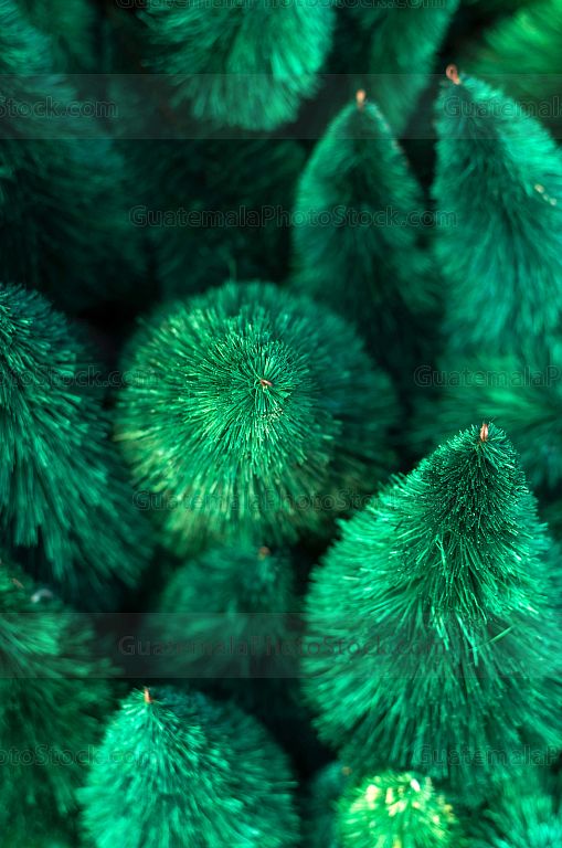 Bosque de pinos para el nacimiento