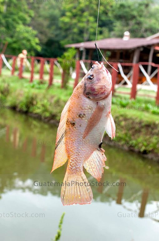 Pesca deportiva de truchas