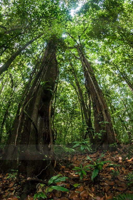 Bosque tropical de Laguna Brava