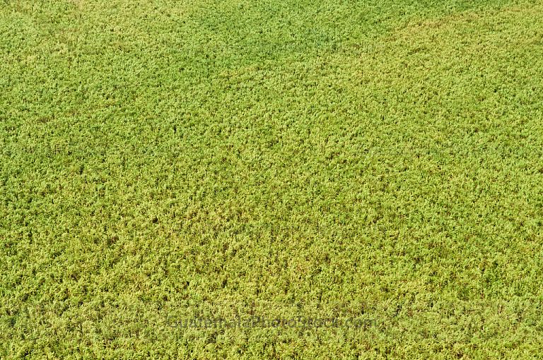 Campos de cañá de azúcar