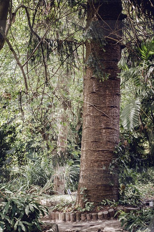 Sendero en el Jardín Botánico