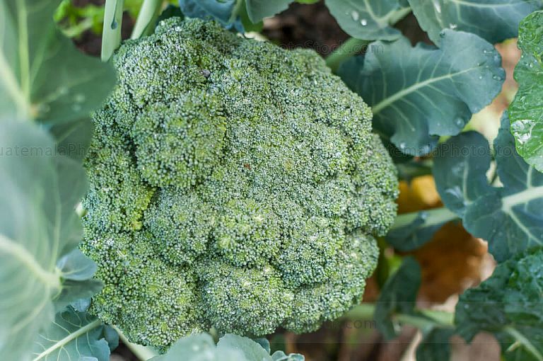 Coliflor