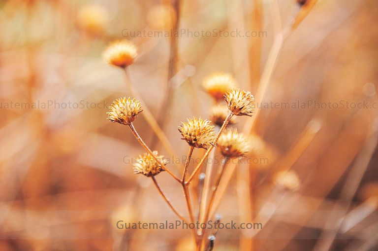 Flores secas