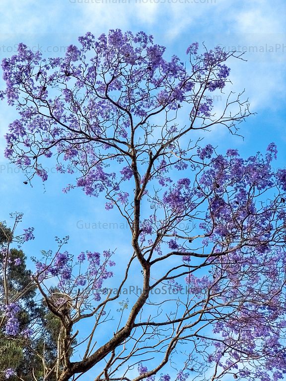 Jacaranda