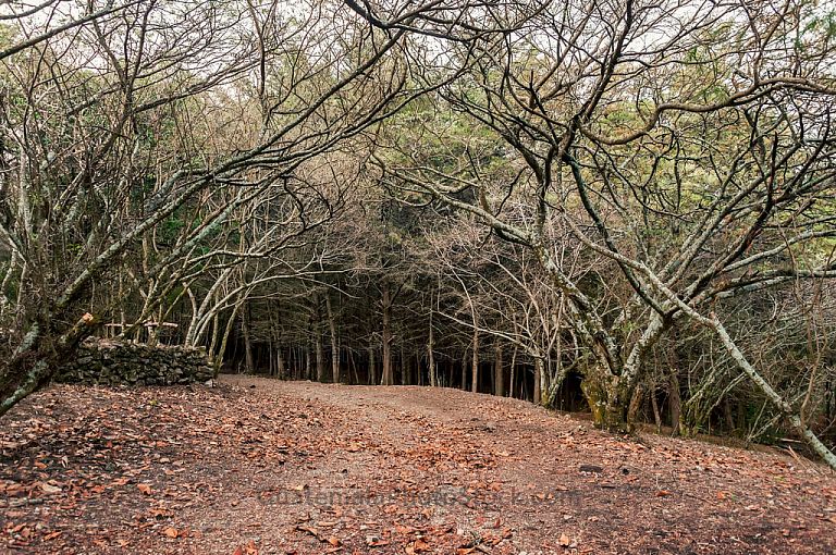 Sendero hacia la Laguna Chacula