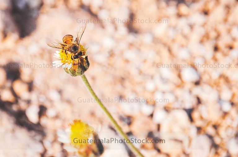 Abeja trabajando