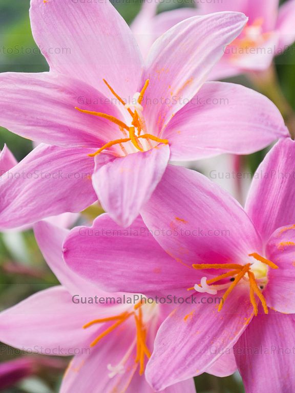 Flora