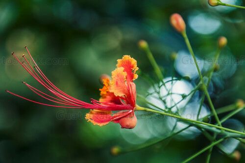 Flor tropical en las montañas de Chaal, Alta Verapaz