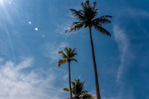 Palmeras de los Jardines del Castillo de San Felipe de Lara