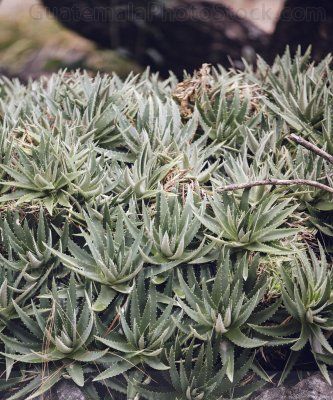 Jardín Botánico, USAC