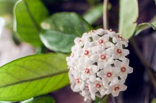 Flores de seda
