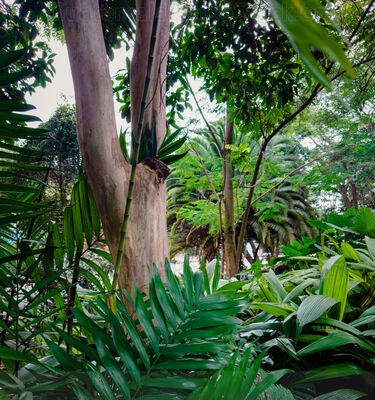 Jardinización en el Cerrito del carmén