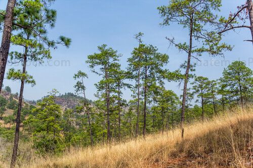Bosque espinozo