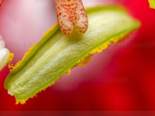 Macro Naturaleza
