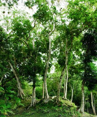 Vegetación tropical en Yaxhá