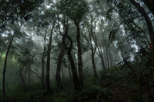 Bosque nuboso
