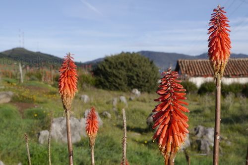 Planta de Kniphofias