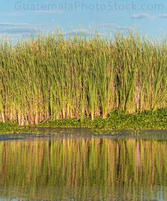 Tule a orillas del Canal de Chiquimulilla