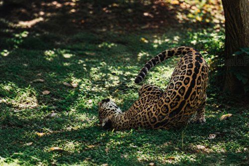 Jaguar