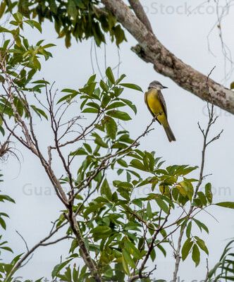 Avistamiento de aves