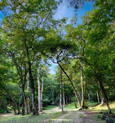 Sendero en Yaxhá