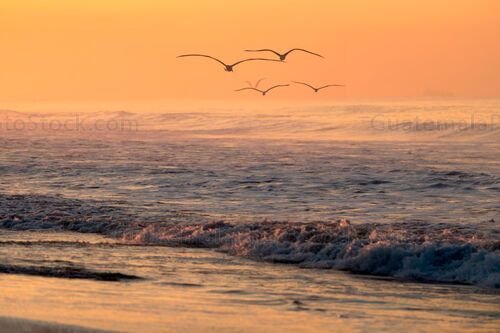 Oceano pacifico