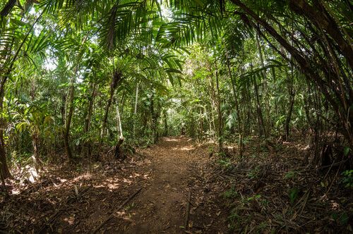 Sendero en Laguna de Lachuá