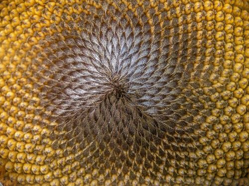 Macro fotografia