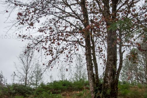 Paisaje de invierno en Huehuetenango