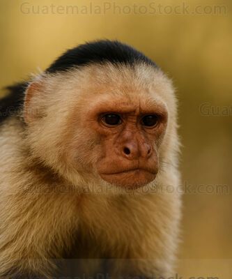 Mono capuchino observa atentamente su entorno en la selva
