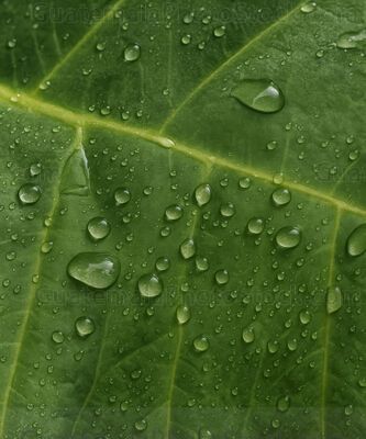 Hojas en medio de la jungla