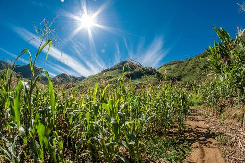 Milpa