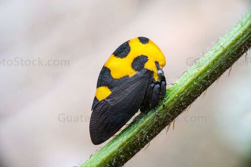 Macro fotografia