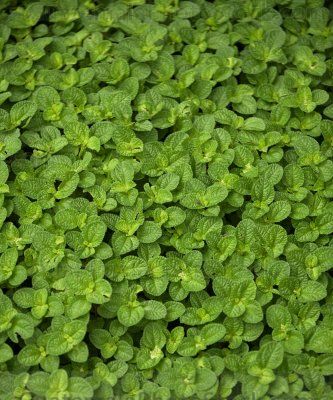 Menta (Mentha)