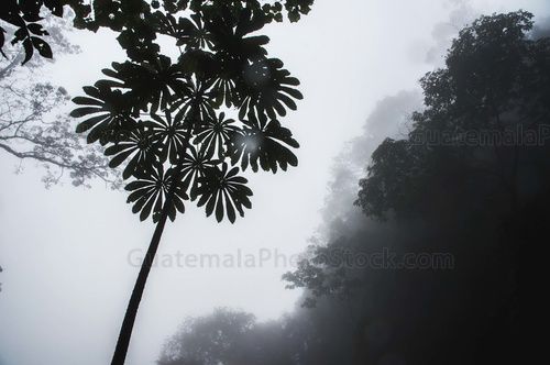 Flora del bosque nuboso tropical